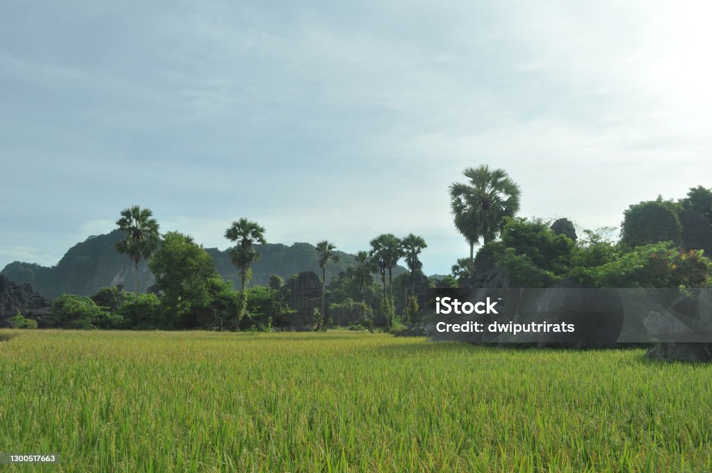Karst landscape in Maros, South Sulawesi, Indonesia, surrounded by paddy field. Beautiful karst landscape in Maros, South Sulawesi, Indonesia, surrounded by paddy field. Color Image Stock Photo