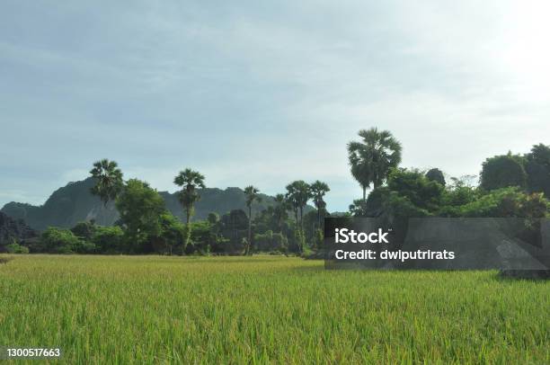 Karst Landscape In Maros South Sulawesi Indonesia Surrounded By Paddy Field Stock Photo - Download Image Now