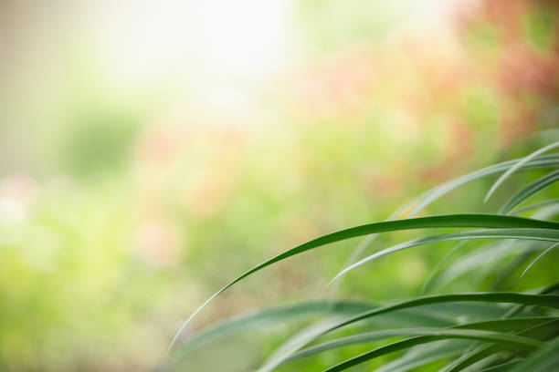Abstract blurred of green leaf nature using as background natural plants, ecology wallpaper page concept.