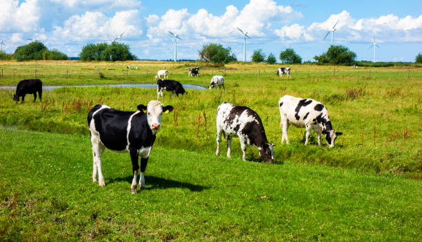 istock Landscape with cows and windmills near Bunschoten, Netherlands 1300519152