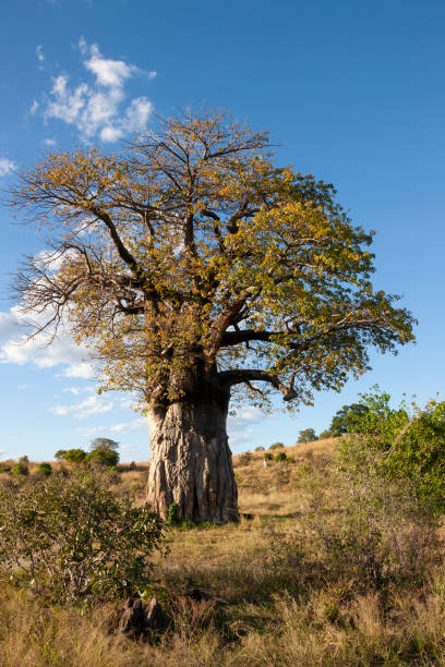 istock African baobab tree - Savuti region of Botswana 1300519304