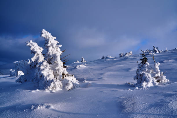 istock Buried in snow forest  in the Giant Mountains 1300520691