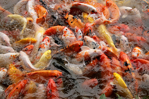 Carp or Koi fish swimming in water, China Asia