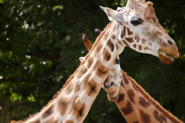 istock Mother and baby giraffe 1300523170