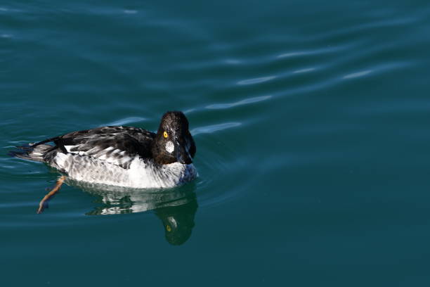 Common Goldeneye Duck hen Female Common Goldeneye duck swimming on water female goldeneye duck bucephala clangula swimming stock pictures, royalty-free photos & images