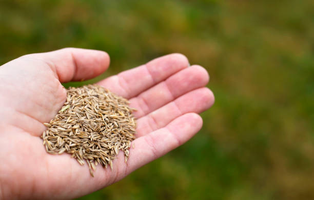 istock Grass seeds in hand on green background, spring garden repair 1300524559