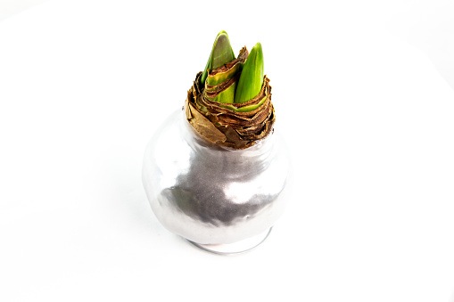 Amaryllis bulb covered with wax on white background