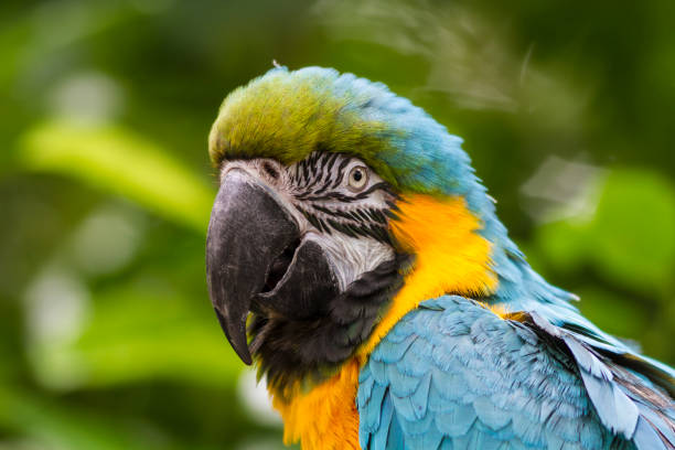 istock Yellow-chested Macaw Poses for the Camera 1300524682