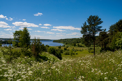 Achillea field plant with river view on sunset and green background