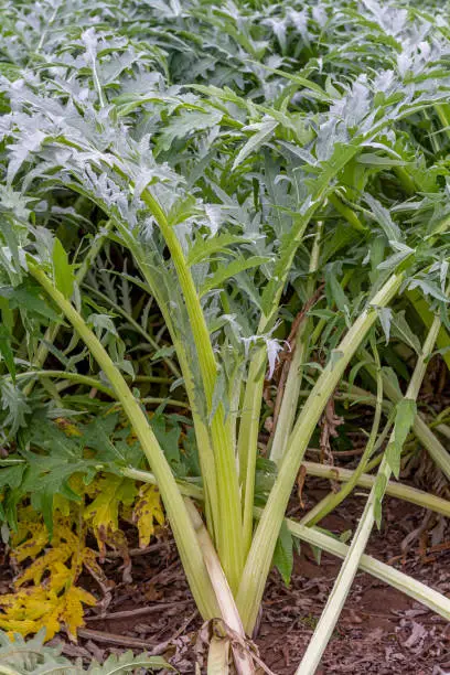 Cardoon (Cynara cardunculus) ready to harvest in an orchard south of the city of Valencia in Spain. Cardoon is a highly valued vegetable in the Mediterranean diet.