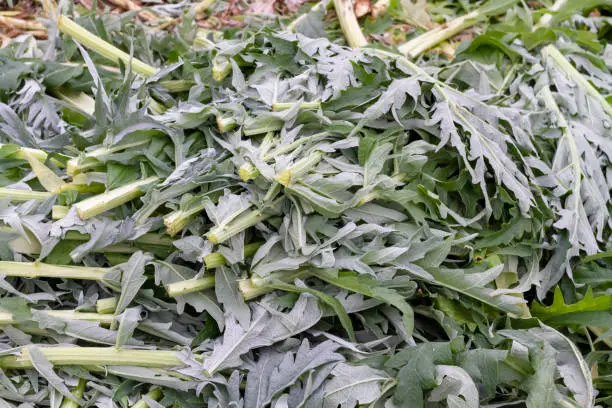 Freshly harvested thistle (Cynara cardunculus) in an orchard south of the city of Valencia in Spain. Part of the plot is already cultivated. Cardoon is a highly valued vegetable in the Mediterranean diet.