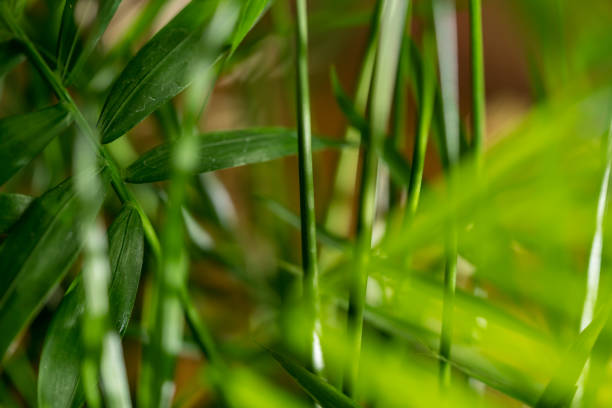 istock Green plant leaves close-up 1300530930