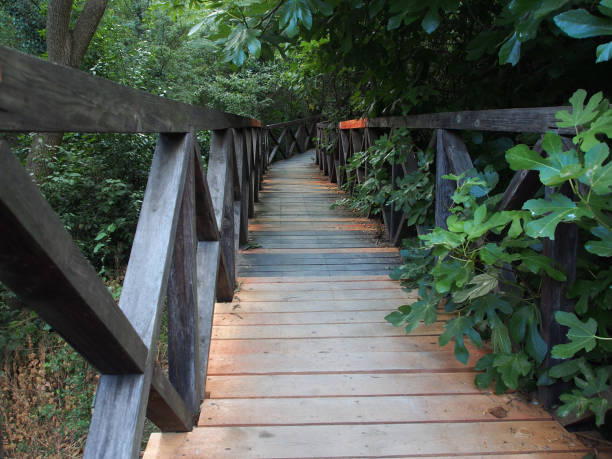 istock Wooden paths, the unity of nature and man. 1300532710