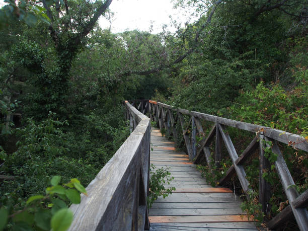 istock Wooden paths, the unity of nature and man. 1300532729