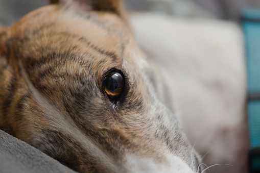 Pet greyhound super close up portrait. Extreme detail in her brown eye as she lies down in her dog bed. Vibrant brindle and white colored fur.