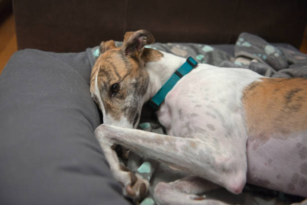istock Very cute pet greyhound lies on her side in a comfy grey dog bed 1300533689