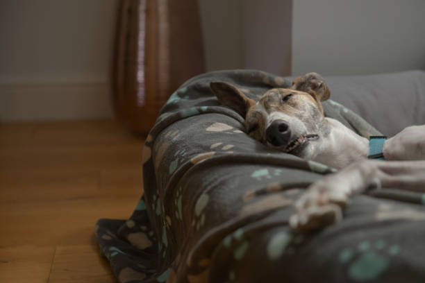 istock Sleeping pet greyhound with plenty of copy space on left hand side 1300533851