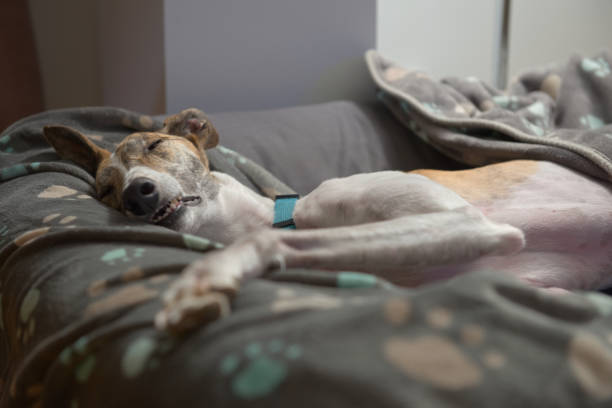 istock Full frame image of a pet adopted greyhound in a deep sleep. 1300533996