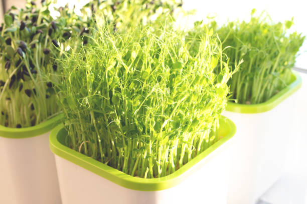 istock Raw pea and sunflower microgreen sprouts in the germinator 1300534068