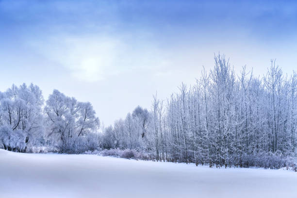 istock Under a blue sky with light clouds there are trees with thick white frost on their branches. On the left there are white fluffy poplars. Sunlight shines through the morning mist 1300534306