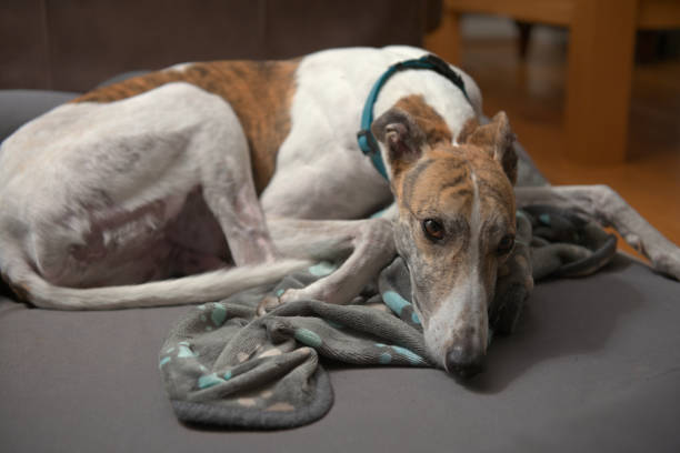 istock An adopted rescue dog curls up with her paw patterned blanket 1300534379