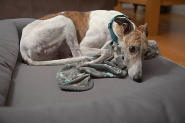 istock Brindle and white pet greyhound curls up with copy space beneath 1300535340