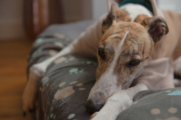 Large pet greyhound dog relaxes in her dog bed in fleece pyjamas Adopted pet greyhound settles down on soft dog blanket decorated in blue paw prints. Close up portrait of a dogs face lying down with paws in front brindle greyhound stock pictures, royalty-free photos & images