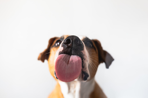 Funny pet portrait, focus on the tongue