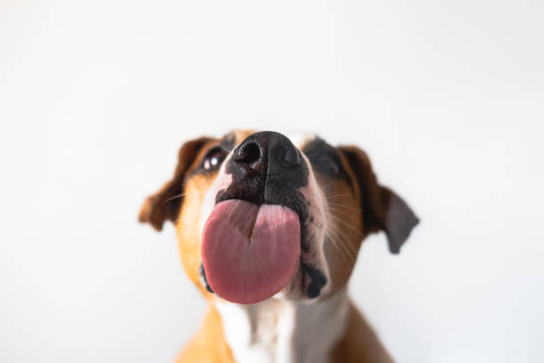 Dog with licking tongue, close-up view, shot through the glass. Funny pet portrait, focus on the tongue licking photos stock pictures, royalty-free photos & images
