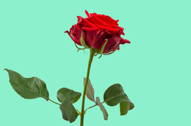 istock Red flower isolated on light green background 1300537061