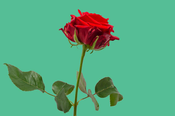 istock Red rose isolated on green background 1300537070