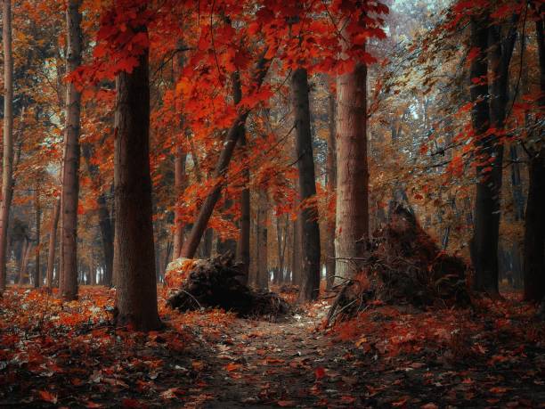 istock Mystical morning forest in thick fog in orange tones 1300538625