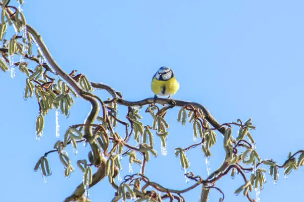 The blue sits on the frozen branch of a corkscrew hazelnut