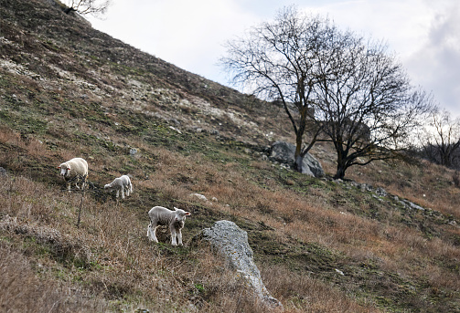 lamb with his family grazes on a snowless winter hillside against a blurred background