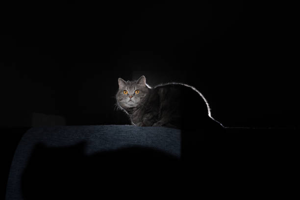istock A gray cat sits on a sofa above its shadow in a dark interior. 1300539623