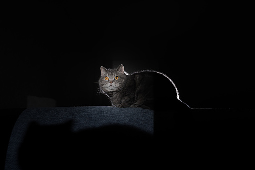 A gray tabby cat sits on a sofa above its shadow in a dark interior. Portrait of a scared British shorthair cat at home. Pets, nightmares, ghosts, fear concept.