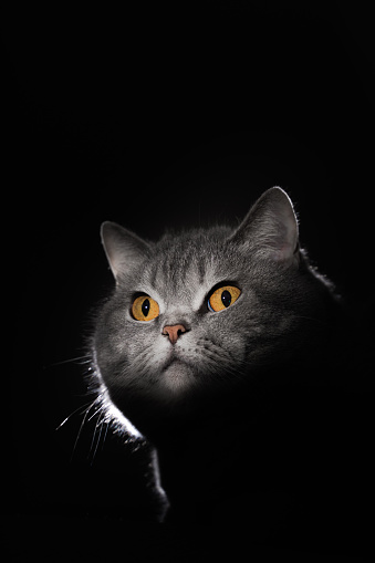 Head portrait of British shorthair cat with yellow eyes on black background. Backlit beautiful pet. From darkness to light.