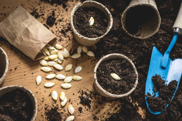 istock Gardening and planting seeds in springtime 1300540623