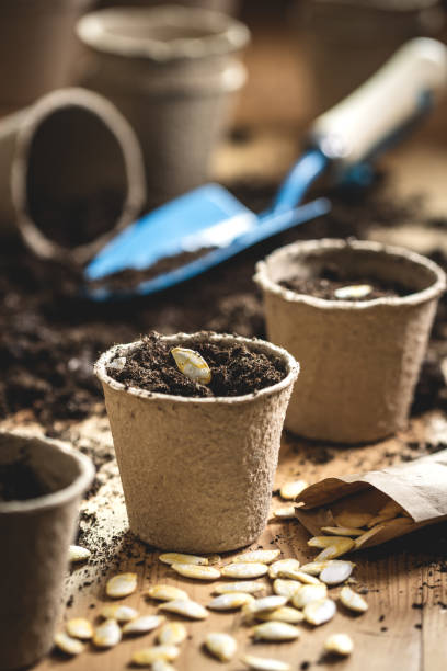 istock Planting seeds in peat pot at springtime 1300540670
