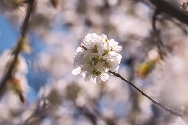 Cherry tree in bloom. Blooming branch of fruit tree at spring. Floral background