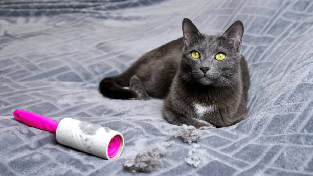 katze liegt in der nähe von haarkrümeln und schmutzige fussel entfernung rolle - lint remover stock-fotos und bilder