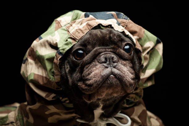image of dog dark background