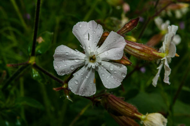 istock Italian plants and flowers 1300542086