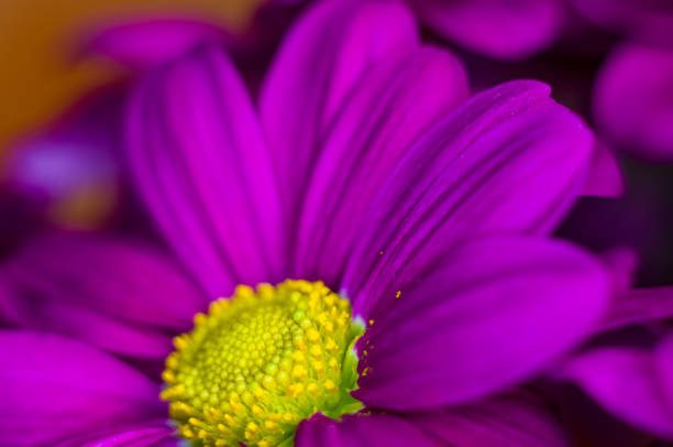 istock Beautiful bright purple and yellow chrysanthemum flowers, selective focus, macro 1300542178
