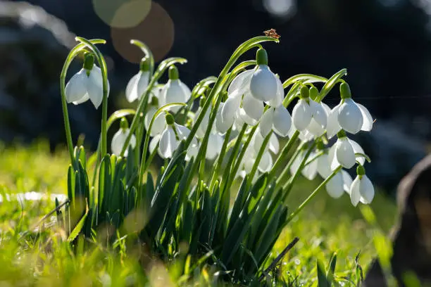 Beautiful snowdrop flowers (Galanthus nivalis) at spring."nBeautiful nature background for seasonal cards, blogs and web design. Selective focus.