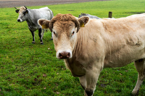 istock Close up of cows in a meadow 1300543057