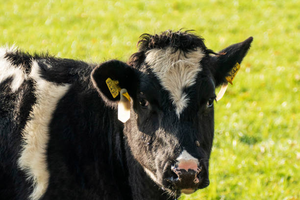 istock Close up of a black and white cow 1300543061