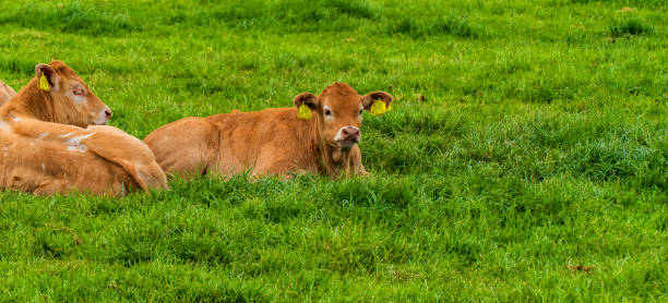istock Red cow in a meadow near Almelo, Netherlands 1300543078