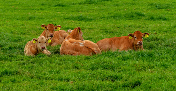 istock Red cow in a meadow near Almelo, Netherlands 1300543089