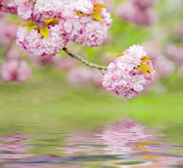 istock Reflection of cherry twig with pink blossoms on water 1300544239